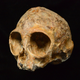 Alesi, the skull of the new extinct ape species Nyanzapithecus alesi (Image: Fred Spoor)